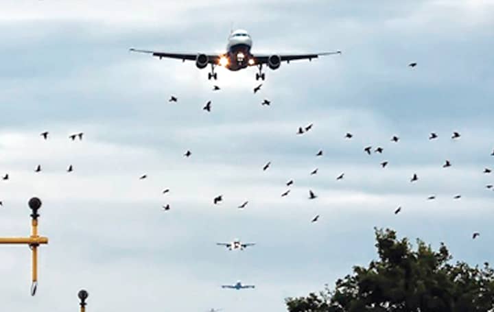 Perigo de aves na área aeroportuária
