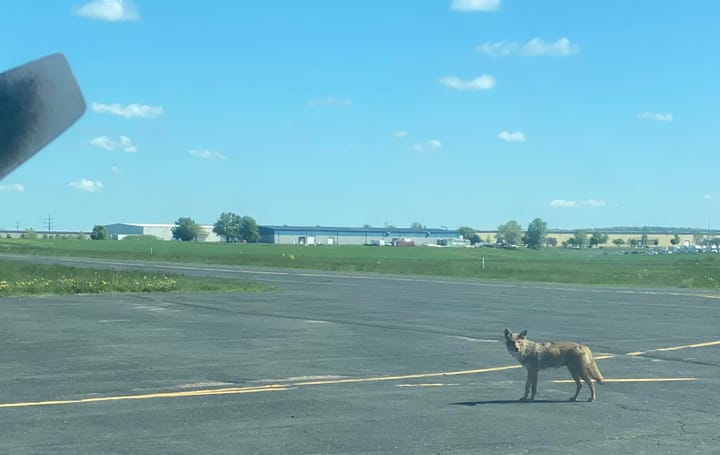Perigo de animais em zonas aeroportuárias
