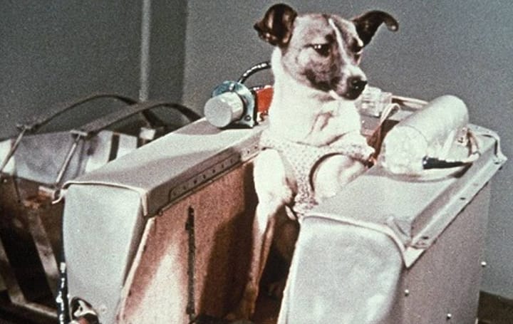 Cadela Laika