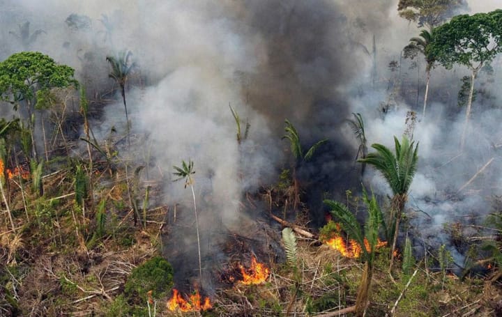 A Destruição de Ecossistemas e Biodiversidade Através das Guerras