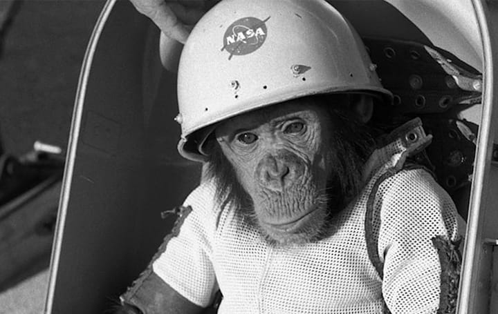 O Chimpanzé Ham