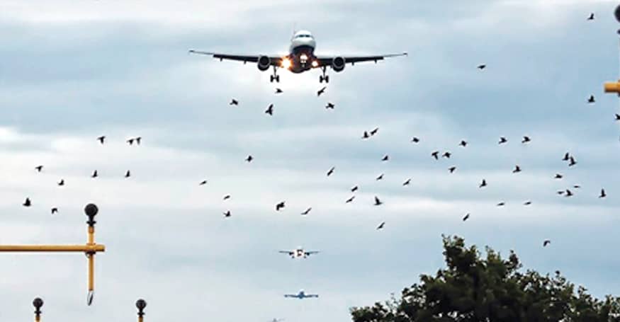 Perigo de aves na área aeroportuária