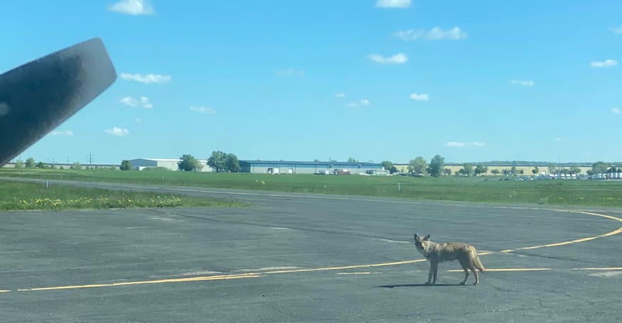 Perigo de animais em zonas aeroportuárias