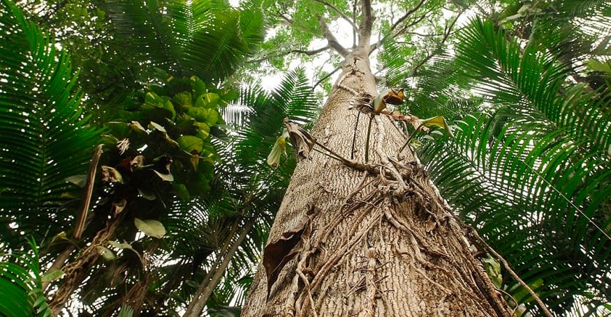 amaz-06 Amazônia e Questões Ambientais