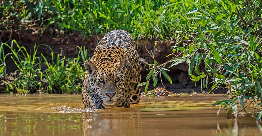 amaz-08 Amazônia e Questões Ambientais